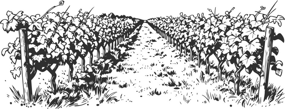 Black and white vineyard rows illustration with leafy grapevines and grassy pathway perspective