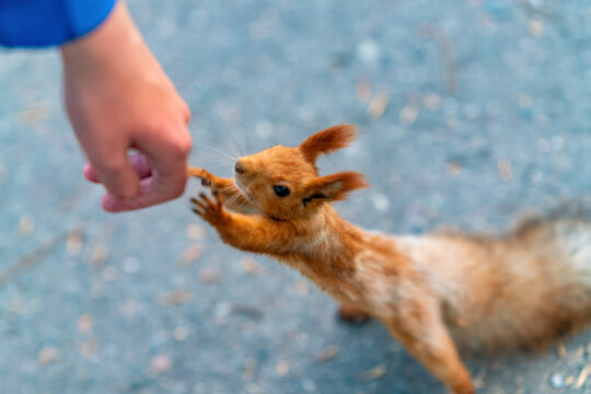 A close-up shot of a fluffy Eurasian red squirrel interacting with a person, stretching its paws to take a treat from a human hand on a blurred outdoor background.