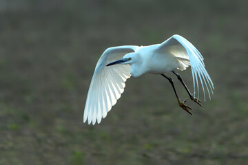Obraz premium Beautiful Little egret (Egretta garzetta) in flight. Gelderland in the Netherlands. 