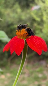 bumblebee woring on red flower