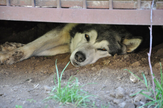 Fluffy Alaskan Malamute dog hiding in the shade under a wooden porch from summer heat