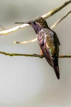 Magenta-throated woodstar (Philodice bryantae), male, has a very limited range, which makes it an endemic and unique bird (Monteverde, Costa Rica)