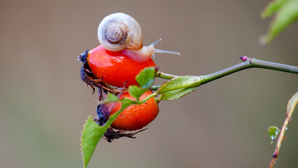 snail on a branch © lazalnik