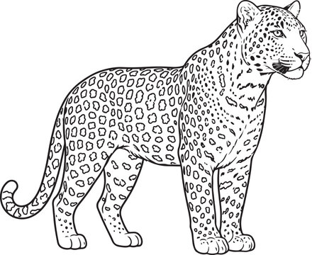 Spotted Leopard Standing Line Art Illustration for Coloring Book Design