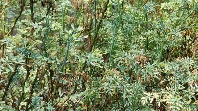Several beautiful green plants in a pleasant garden in the morning.Varios y hermosas plantas verdes de un agradable jard&iacute;n por la ma&ntilde;ana.