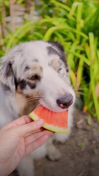 Australian Shepherd has a slice of juicy red watermelon. 4k vertical footage close up