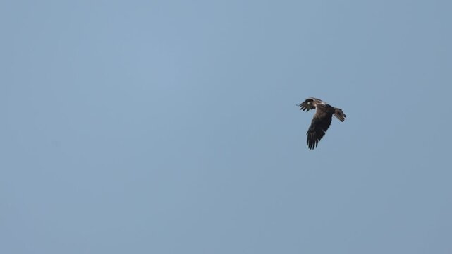 Bonelli's Eagle (Aquila fasciata) Flying in Slow Motion Against Clear Sky