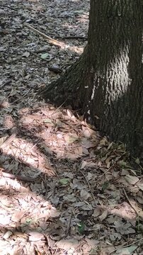 Leafy trees with the sun's rays hiding behind the leaves.&Aacute;rboles frondosos con los rayos del sol escondiendose detras de las hojas.