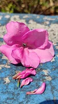 Beautiful Pink Rose Blooming on the Edge of a Stone Pot.Hermosa rosa rosada floreciendo en el borde de una maceta de piedra