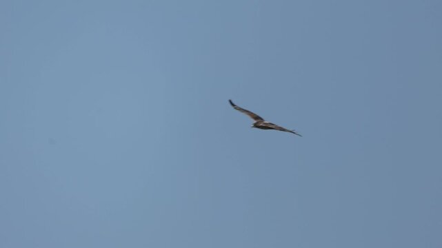 Bonelli's Eagle (Aquila fasciata) Soaring in Slow Motion in Clear Sky
