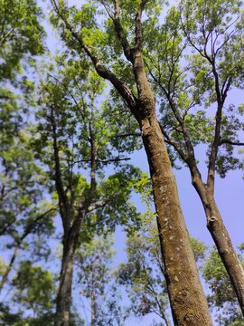 Many leafy trees receive the first rays of the sun as dawn breaks in the parkMuchos &aacute;rboles frondosos reciben los primeros rayos del sol mientras amanece en el parq(22)
