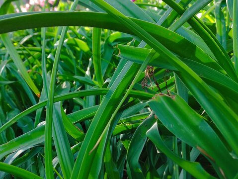 A beautiful, long, thin, deep green leaf from an elegant plant that shines in the dawn.Una hermosa hoja de verde intenso, larga y delgada, de una elegante planta que resplandece en la aurora.(108).