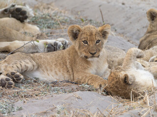 Lion cub portrait © Dave The Mariner