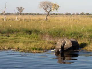 elephant in the water © Dave The Mariner