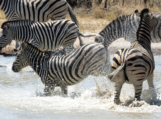 Zebras in the Waterhole © Dave The Mariner