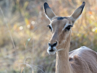 Impala Doe © Dave The Mariner