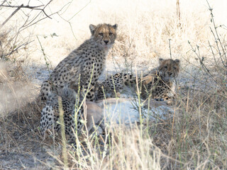 Cheetah cubs with kill © Dave The Mariner