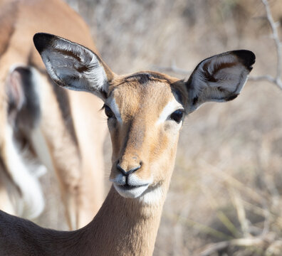 Impala Doe