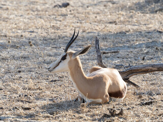 Springbok resting © Dave The Mariner