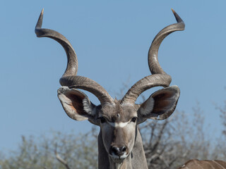 Male Kudu Portrait © Dave The Mariner