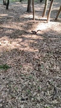 Gray squirrel walking across the lawn of a garden in the morning. Ardilla gris caminando por el c&eacute;sped de un jard&iacute;n por la ma&ntilde;ana.(13)