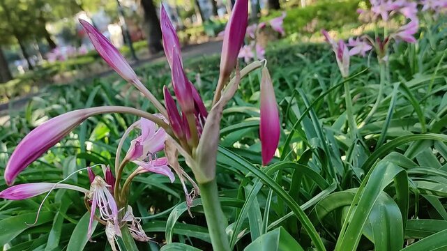 A group of red flowers that continues to grow due to their beauty.Un grupo de flores de tonalidad roja que contin&uacute;a creciendo debido a su hermosura.(17)
