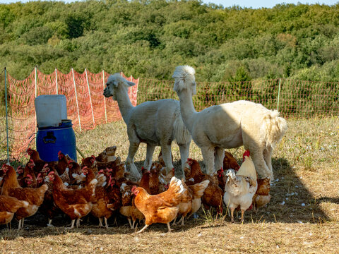 H&uuml;hner und Llamas an einem H&uuml;hnerwagen