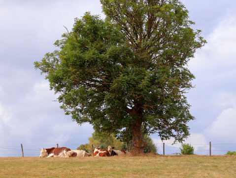 Quelques vaches au pied de l arbre