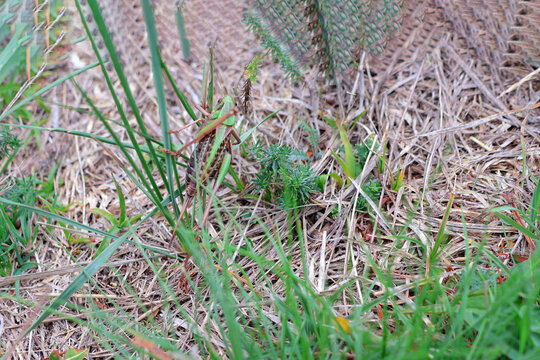 une sauterelle dans l herbe
