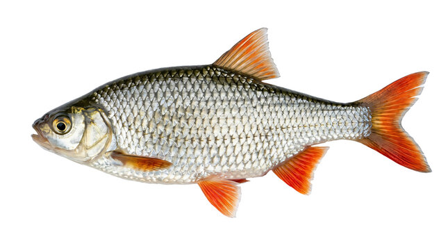 Vibrant common rudd fish showing detailed silver scales and bright orange fins on transparent background