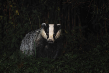 Eurasian Badger - Meles meles, popular beautiful carnivore from European and Asian forests, White Carpathians, Czech Republic. © David