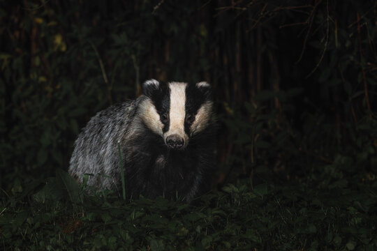 Eurasian Badger - Meles meles, popular beautiful carnivore from European and Asian forests, White Carpathians, Czech Republic.