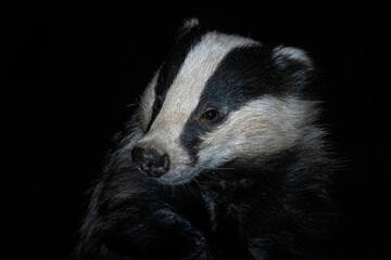 Eurasian Badger - Meles meles, popular beautiful carnivore from European and Asian forests, White Carpathians, Czech Republic. © David