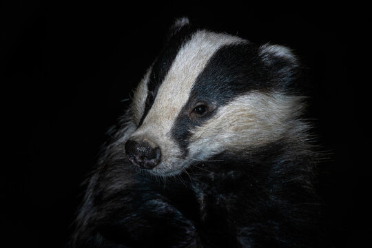 Eurasian Badger - Meles meles, popular beautiful carnivore from European and Asian forests, White Carpathians, Czech Republic.
