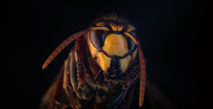 Extreme close-up macro photography of a hornet head on a dark background
