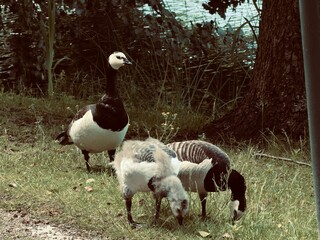 geese on the farm © Mirella