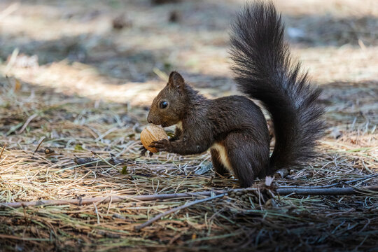 Black squirrel holding a walnut on the forest floor   