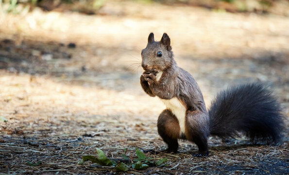 Cute black squirrel standing on hind legs in the forest   