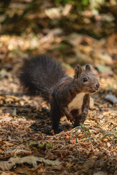 Vertical wildlife photography of a black squirrel on a forest floor with dry leaves   