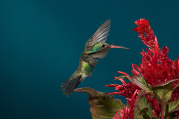 Fototapeta premium Broad-billed hummingbird feeding on a flower