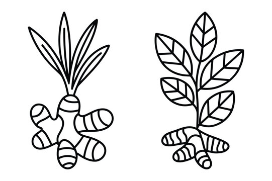 Hand drawn ginger root and turmeric plant sketch for herbal medicine concept