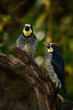 Acorn woodpecker Melanerpes formicivorus pair perched side by side with pale staring eyes and red crowns, comical clown-faced pattern, Andes montane forest, South America