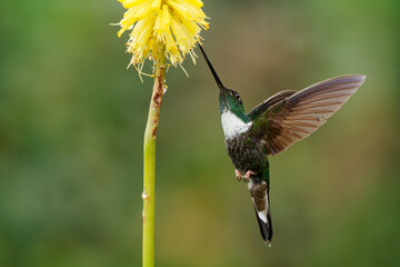Fototapeta premium Collared Inca - Coeligena torquata hummingbird found in humid Andean forests in Venezuela, Colombia, Ecuador, Peru and Bolivia, white chest-patch, flower nectar especially from bromeliads
