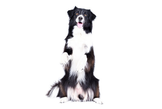 Funny Border Collie dog sitting on his hind legs looking at camera isolated on white background