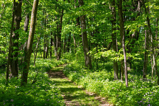 trees and flowering plants along lush wooded trail in rice lake state park of southern minnesota steele county