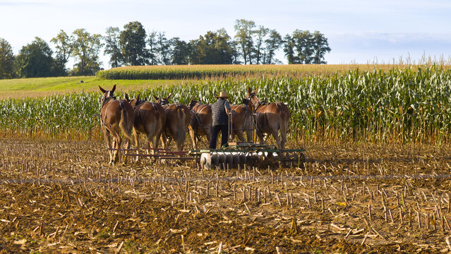 Work horses in the field