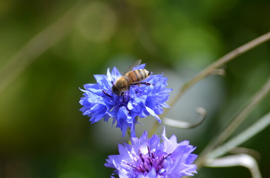 A beautiful close-up shot of a fuzzy honey bee collecting pollen on a vibrant blue cornflower blossom. Perfect natural concept for summer ecology, biodiversity, and pollination.