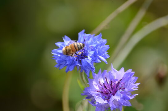 A beautiful close-up shot of a fuzzy honey bee collecting pollen on a vibrant blue cornflower blossom. Perfect natural concept for summer ecology, biodiversity, and pollination.