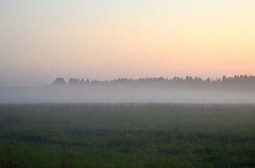 Obraz premium A beautiful panoramic view of a vast grassy field covered in a heavy layer of white mist. Silhouettes of a distant forest stand under a soft gradient twilight sky at sunrise or dusk.