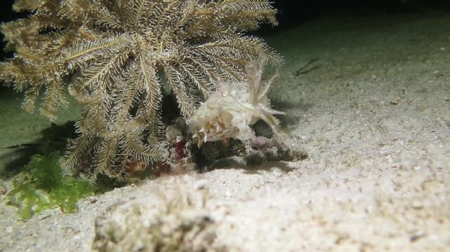 White cuttlefish swimming underwater near a coral reef